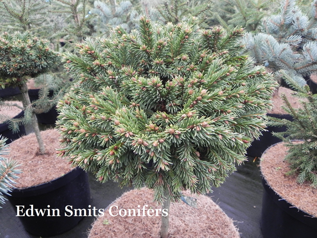 Picea abies 'Hors'  (KD # 096)